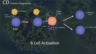 Immunocytes - Creative Diagnostics | PPTX