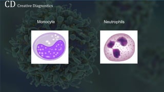Immunocytes - Creative Diagnostics | PPTX