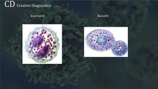 Immunocytes - Creative Diagnostics | PPTX