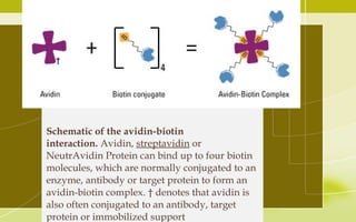 Schematic of the avidin-biotin
interaction. Avidin, streptavidin or
NeutrAvidin Protein can bind up to four biotin
molecules, which are normally conjugated to an
enzyme, antibody or target protein to form an
avidin-biotin complex. † denotes that avidin is
also often conjugated to an antibody, target
protein or immobilized support
 