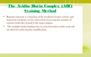 The Avidin- Biotin Complex (ABC)
Staining Method
• Reporter intensity is a function of the localized enzyme activity, and
improved sensitivity can be achieved by increasing the number of
enzyme molecules bound to the target antigen.
• The multiple biotin binding sites in each tetravalent avidin molecule
are ideal for achieving this amplification.
 