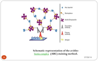 Schematic representation of the avidin-
biotin complex (ABC) staining method.
29 07/06/14
 
