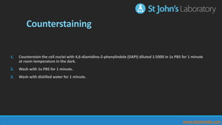 Counterstaining
1. Counterstain the cell nuclei with 4,6-diamidino-2-phenylindole (DAPI) diluted 1:5000 in 1x PBS for 1 minute
at room temperature in the dark.
2. Wash with 1x PBS for 1 minute.
3. Wash with distilled water for 1 minute.
www.stjohnslabs.com
 