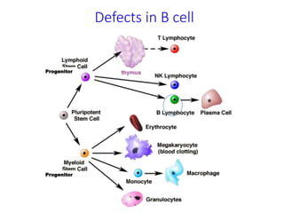 Defects in B cell
Progenitor
Progenitor
 