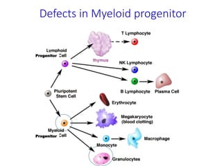 Defects in Myeloid progenitor
Progenitor
Progenitor
 