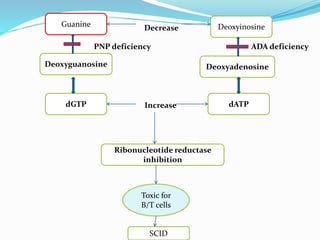 Guanine
Deoxyguanosine
dGTP
Deoxyinosine
Deoxyadenosine
dATP
Ribonucleotide reductase
inhibition
Toxic for
B/T cells
SCID
PNP deficiency ADA deficiency
Increase
Decrease
 
