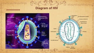 Diagram of HIV
 