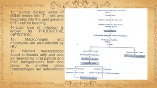 13. During division some of
cDNA enters into T - cell and
integrates into the post genome
of T - cell for budding .
14.such type of infection is
known as PRODUCTIVE
INFECTION.
15. Macrophages and
monocytes are also infected by
HIV.
16. Infected macrophages
found in tissues only and acts
as resevoir for viral particle and
their transportation from one
place to another place
(macrophages are safevehicles
)
 