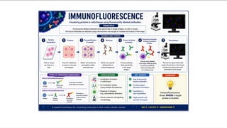Comprehensive Overview of Immunofluorescence and Flow Cytometry ...