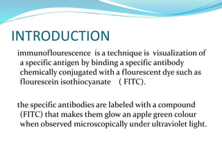 INTRODUCTION
immunoflourescence is a technique is visualization of
a specific antigen by binding a specific antibody
chemically conjugated with a flourescent dye such as
flourescein isothiocyanate ( FITC).
the specific antibodies are labeled with a compound
(FITC) that makes them glow an apple green colour
when observed microscopically under ultraviolet light.
 