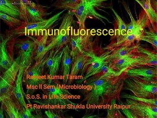 Immunofluorescence
Ranjeet Kumar Taram
Msc ll Sem (Microbiology )
S.o.S. in Life Science
Pt Ravishankar Shukla University Raipur
 