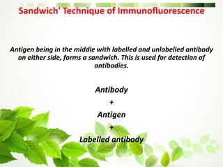 Sandwich' Technique of Immunofluorescence
Antigen being in the middle with labelled and unlabelled antibody
on either side, forms a sandwich. This is used for detection of
antibodies.
Antibody
+
Antigen
+
Labelled antibody
 