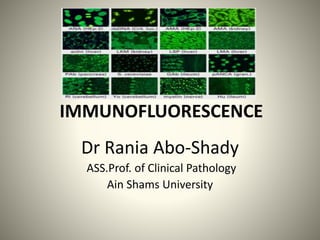 IMMUNOFLUORESCENCE 
Dr Rania Abo-Shady 
ASS.Prof. of Clinical Pathology 
Ain Shams University 
 