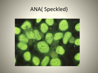 Immunofluorescence 130125142023-phpapp02 | PPTX