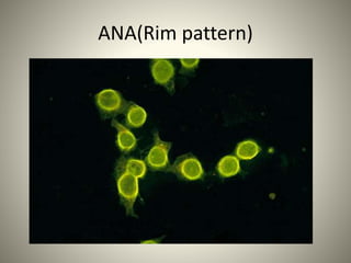Immunofluorescence 130125142023-phpapp02 | PPTX