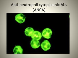 Immunofluorescence 130125142023-phpapp02 | PPTX