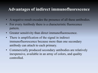 Advantages of indirect immunofluorescence
• A negative result excudes the presence of all these antibodies.
• For every Antibody there is a characteristic fluorecence
pattern.
• Greater sensitivity than direct immunofluorescence.
• There is amplification of the signal in indirect
immunofluorescence because more than one secondary
antibody can attach to each primary.
• Commercially produced secondary antibodies are relatively
inexpensive, available in an array of colors, and quality
controlled.
 