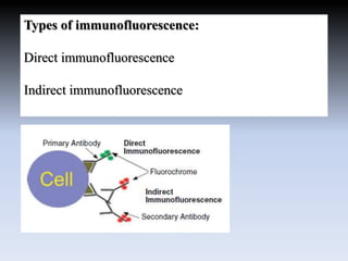 Types of immunofluorescence:
Direct immunofluorescence
Indirect immunofluorescence
 