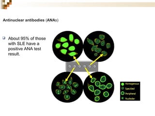 Immunofluorescence | PPT