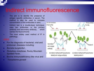 Indirect immunofluorescence
 The aim is to identify the presence of
antigen specific antibodies in serum. The
method is also be used to compare
concentration of the antibodies in sera.
 Indirect test is a double-layer technique,
uses two antibodies i.e the primary
antibody and secondary antibody, which
carries the fluorochrome
 The most widely used method of IF in
pathology.
USES:
 For the diagnosis of bacterial, viral and
protozoan diseases including:
 Borrelia burgdorferi ,
 Rickettsia rickettsiae, Rocky Mountain
Spotted Fever,
 Bovine immunodeficiency like virus and
 Toxoplasma gonadii
 