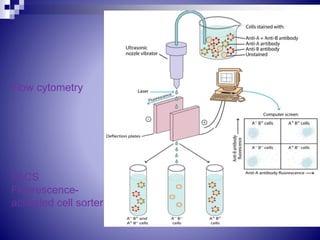 Flow cytometry
FACS
Fluorescence-
activated cell sorter
 