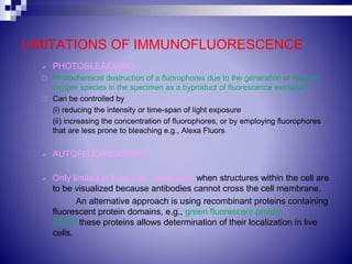 LIMITATIONS OF IMMUNOFLUORESCENCE
 PHOTOBLEACHING:
 Photochemical destruction of a fluorophores due to the generation of reactive
oxygen species in the specimen as a byproduct of fluorescence excitation.
 Can be controlled by
(i) reducing the intensity or time-span of light exposure
(ii) increasing the concentration of fluorophores, or by employing fluorophores
that are less prone to bleaching e.g., Alexa Fluors
 AUTOFLUORESCENCE
 Only limited to fixed (i.e., dead) cells when structures within the cell are
to be visualized because antibodies cannot cross the cell membrane.
An alternative approach is using recombinant proteins containing
fluorescent protein domains, e.g., green fluorescent protein
(GFP),these proteins allows determination of their localization in live
cells.
 