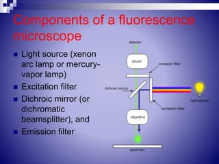 Components of a fluorescence
microscope
 Light source (xenon
arc lamp or mercury-
vapor lamp)
 Excitation filter
 Dichroic mirror (or
dichromatic
beamsplitter), and
 Emission filter
 