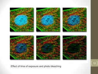 Effect of time of exposure and photo bleaching
12
 