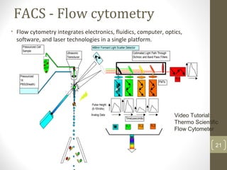 FACS - Flow cytometry
• Flow cytometry integrates electronics, fluidics, computer, optics,
software, and laser technologies in a single platform.
21
Ultrasonic
Transducer
488nm Formard Light Scatter Detector
Collimated Light Path Through
Dichroic and Band Pass Filters
SS FL2FL1
FL4
FL3
Pulse Height
(0-10Volts)
Time(useconds)
Pressurized
1X
PBS(Sheath)
Pressurized Cell
Sample
Analog Data
PMTs
Video Tutorial:
Thermo Scientific
Flow Cytometer
 