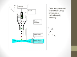 Laser optics
Laser Beam
Flow
chamber
Sheath
SampleY
X
Z
Y Z
X
Cells are presented
to the laser using
principles of
hydrodynamic
focusing
 