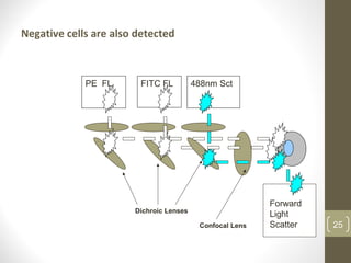 Negative cells are also detected
25
PE FL FITC FL 488nm Sct
Confocal Lens
Dichroic Lenses
Forward
Light
Scatter
 
