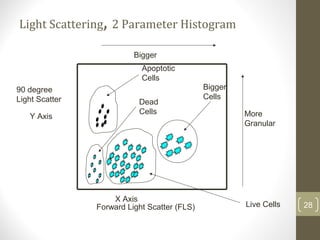 Light Scattering, 2 Parameter Histogram
28Forward Light Scatter (FLS)
90 degree
Light Scatter
Bigger
More
Granular
Live Cells
Bigger
Cells
Dead
Cells
Apoptotic
Cells
X Axis
Y Axis
 