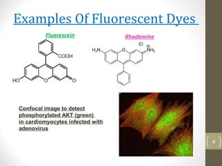 Examples Of Fluorescent Dyes
Fluorescein Rhodamine
4
Confocal image to detect
phosphorylated AKT (green)
in cardiomyocytes infected with
adenovirus
 