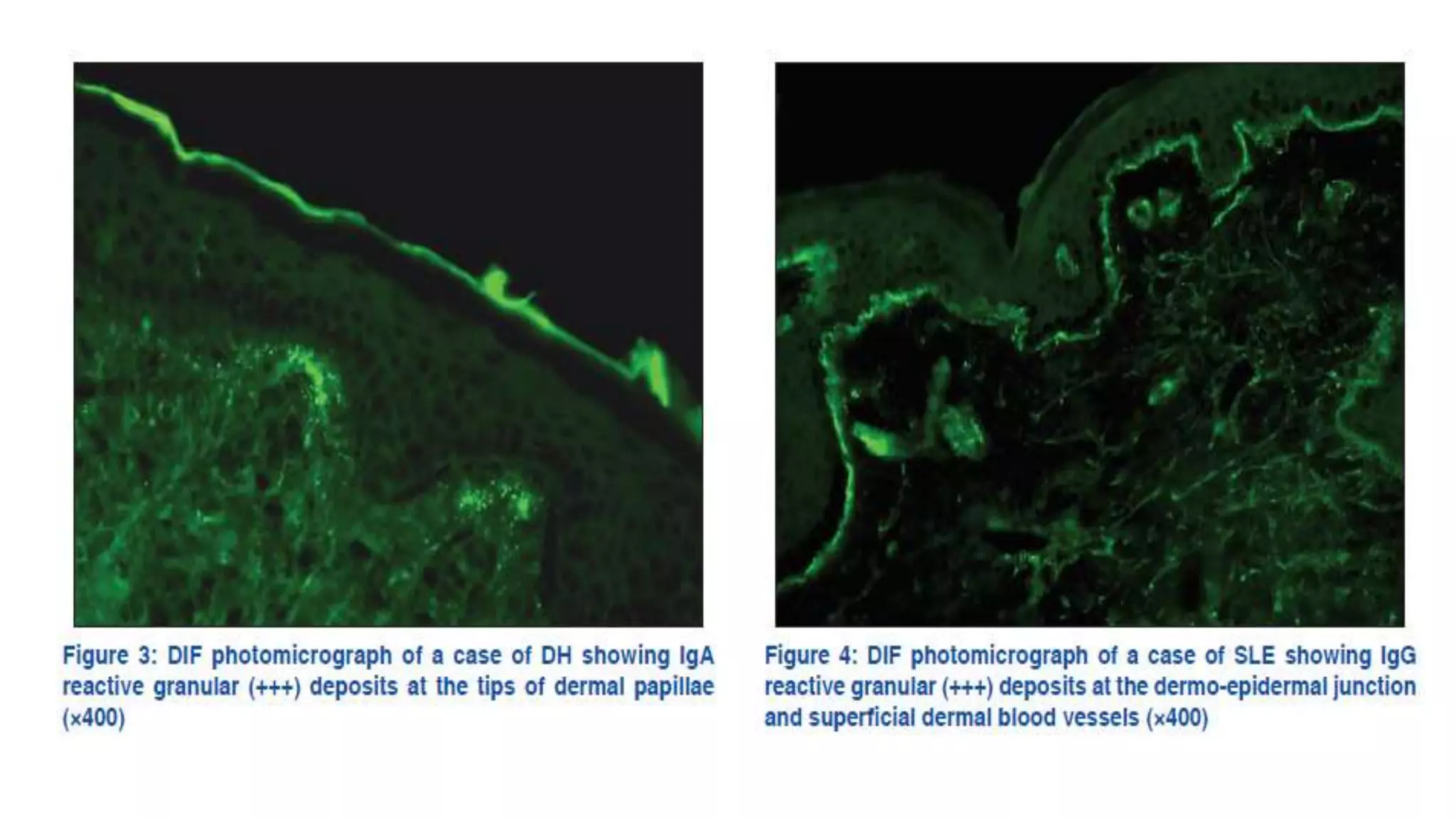 Immunofluorescence Microscopy ...final.pptx