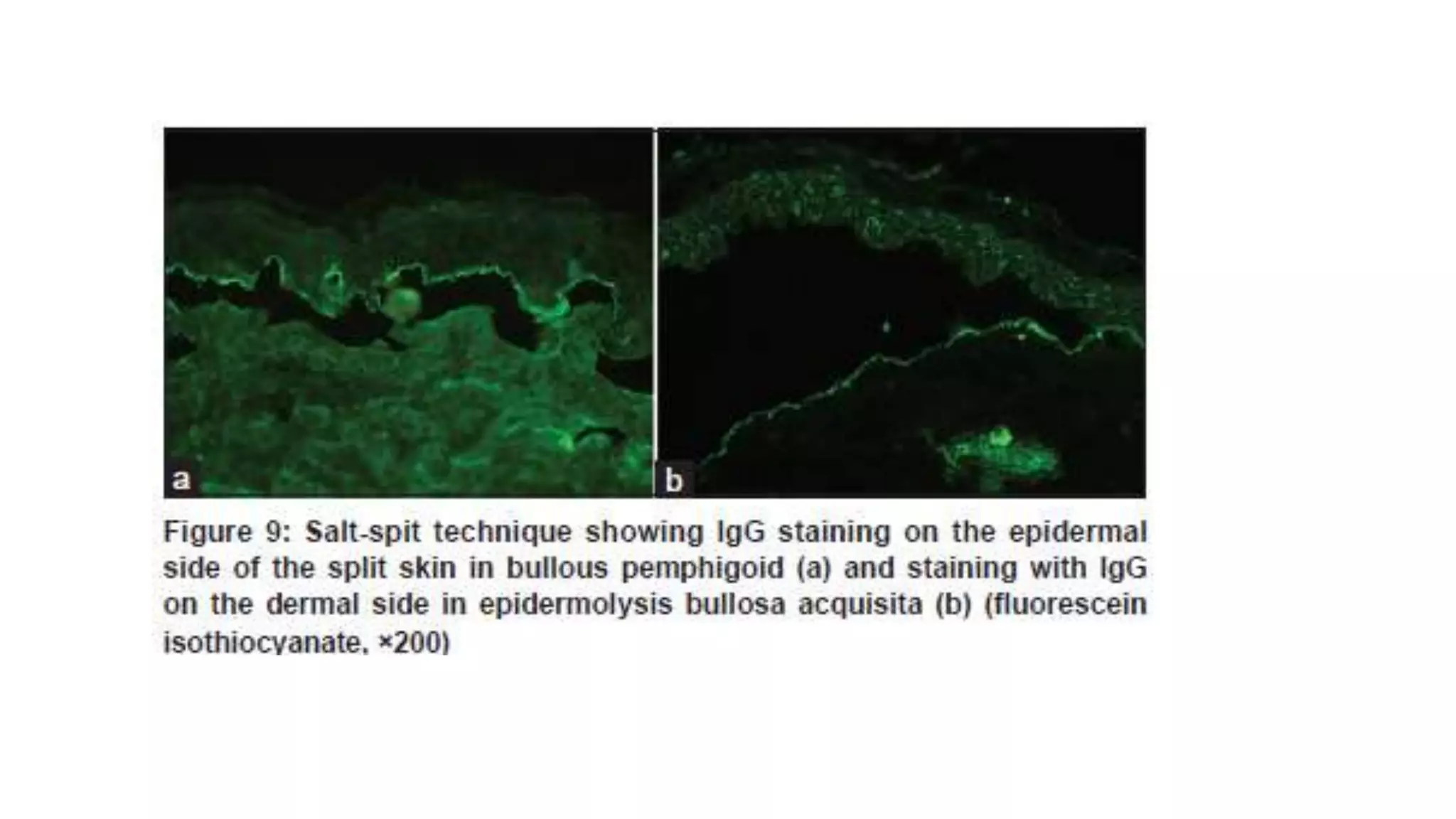 Immunofluorescence Microscopy ...final.pptx
