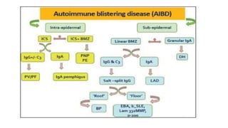 Immunofluorescence Microscopy ...final.pptx