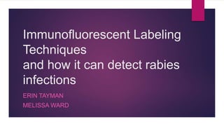Immunofluorescent Labeling
Techniques
and how it can detect rabies
infections
ERIN TAYMAN
MELISSA WARD
 