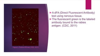 Immunofluorescent labeling techniques | PPTX