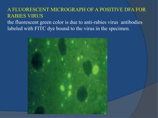 Immunofluroscence.pptx