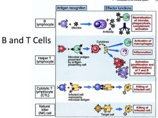 B and T Cells
 