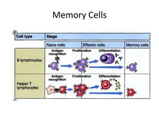 Memory Cells
 