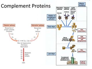 Complement Proteins
 