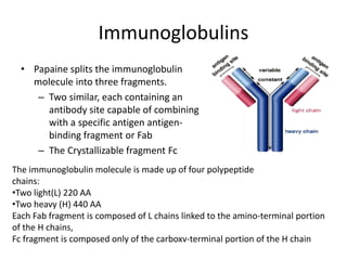 Immunoglobulins
• Papaine splits the immunoglobulin
molecule into three fragments.
– Two similar, each containing an
antibody site capable of combining
with a specific antigen antigen-
binding fragment or Fab
– The Crystallizable fragment Fc
The immunoglobulin molecule is made up of four polypeptide
chains:
•Two light(L) 220 AA
•Two heavy (H) 440 AA
Each Fab fragment is composed of L chains linked to the amino-terminal portion
of the H chains,
Fc fragment is composed only of the carboxv-terminal portion of the H chain
 