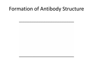 Formation of Antibody Structure
 