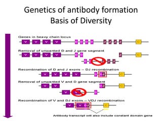 Genetics of antibody formation
Basis of Diversity
 