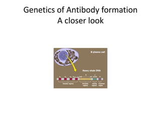 Genetics of Antibody formation
A closer look
 