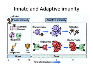 Innate and Adaptive imunity
 