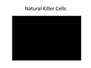 Natural Killer Cells
 