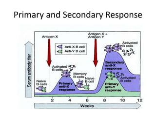 Primary and Secondary Response
 