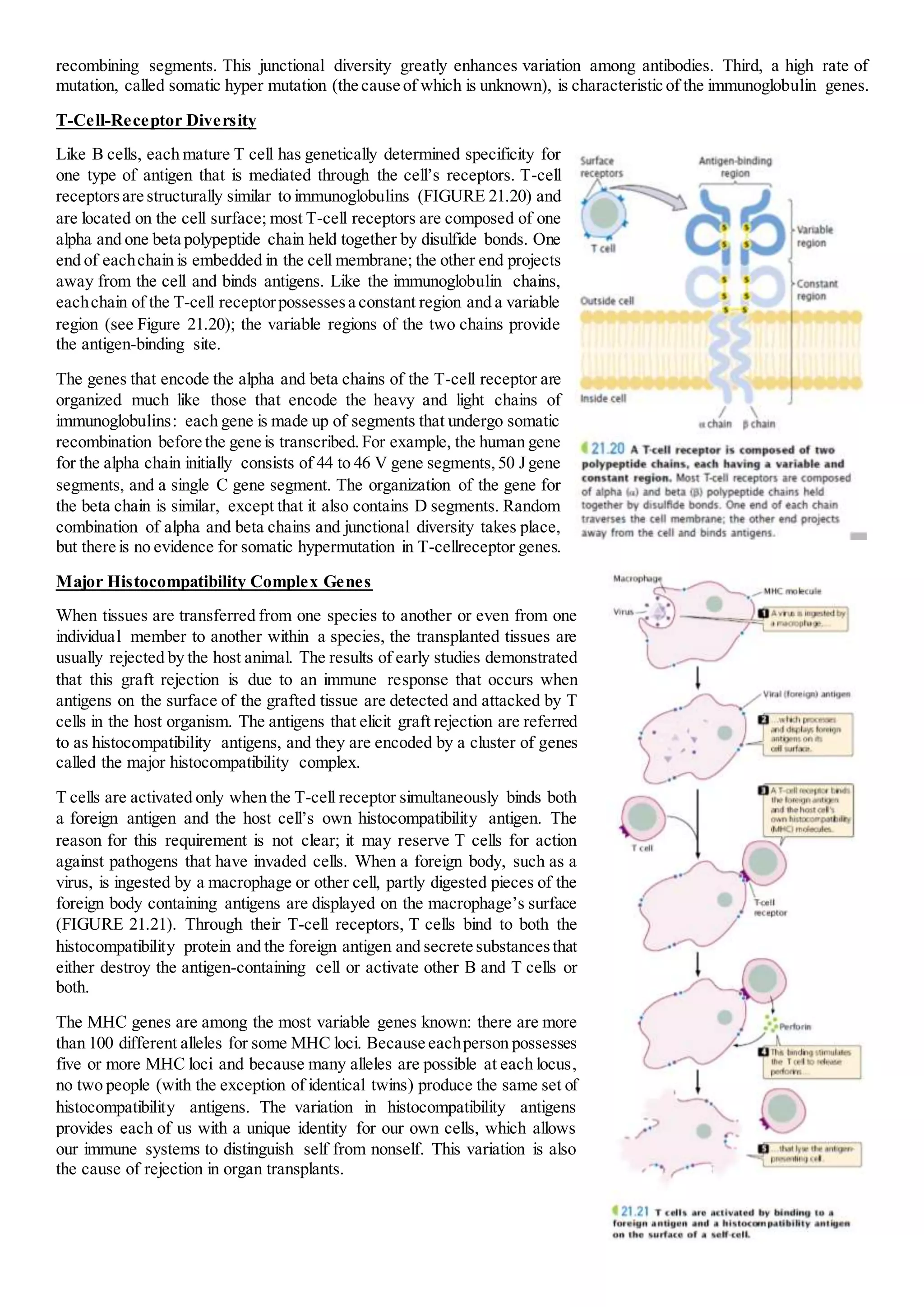 recombining segments. This junctional diversity greatly enhances variation among antibodies. Third, a high rate of
mutation, called somatic hyper mutation (the cause of which is unknown), is characteristic of the immunoglobulin genes.
T-Cell-Receptor Diversity
Like B cells, each mature T cell has genetically determined specificity for
one type of antigen that is mediated through the cell’s receptors. T-cell
receptorsare structurally similar to immunoglobulins (FIGURE 21.20) and
are located on the cell surface; most T-cell receptors are composed of one
alpha and one beta polypeptide chain held together by disulfide bonds. One
end of eachchain is embedded in the cell membrane; the other end projects
away from the cell and binds antigens. Like the immunoglobulin chains,
eachchain of the T-cell receptorpossessesa constant region and a variable
region (see Figure 21.20); the variable regions of the two chains provide
the antigen-binding site.
The genes that encode the alpha and beta chains of the T-cell receptor are
organized much like those that encode the heavy and light chains of
immunoglobulins: each gene is made up of segments that undergo somatic
recombination before the gene is transcribed.For example, the human gene
for the alpha chain initially consists of 44 to 46 V gene segments,50 Jgene
segments, and a single C gene segment. The organization of the gene for
the beta chain is similar, except that it also contains D segments. Random
combination of alpha and beta chains and junctional diversity takes place,
but there is no evidence for somatic hypermutation in T-cellreceptor genes.
Major Histocompatibility Complex Genes
When tissues are transferred from one species to another or even from one
individual member to another within a species, the transplanted tissues are
usually rejected by the host animal. The results of early studies demonstrated
that this graft rejection is due to an immune response that occurs when
antigens on the surface of the grafted tissue are detected and attacked by T
cells in the host organism. The antigens that elicit graft rejection are referred
to as histocompatibility antigens, and they are encoded by a cluster of genes
called the major histocompatibility complex.
T cells are activated only when the T-cell receptor simultaneously binds both
a foreign antigen and the host cell’s own histocompatibility antigen. The
reason for this requirement is not clear; it may reserve T cells for action
against pathogens that have invaded cells. When a foreign body, such as a
virus, is ingested by a macrophage or other cell, partly digested pieces of the
foreign body containing antigens are displayed on the macrophage’s surface
(FIGURE 21.21). Through their T-cell receptors, T cells bind to both the
histocompatibility protein and the foreign antigen and secrete substancesthat
either destroy the antigen-containing cell or activate other B and T cells or
both.
The MHC genes are among the most variable genes known: there are more
than 100 different alleles for some MHC loci. Because eachperson possesses
five or more MHC loci and because many alleles are possible at each locus,
no two people (with the exception of identical twins) produce the same set of
histocompatibility antigens. The variation in histocompatibility antigens
provides each of us with a unique identity for our own cells, which allows
our immune systems to distinguish self from nonself. This variation is also
the cause of rejection in organ transplants.
 